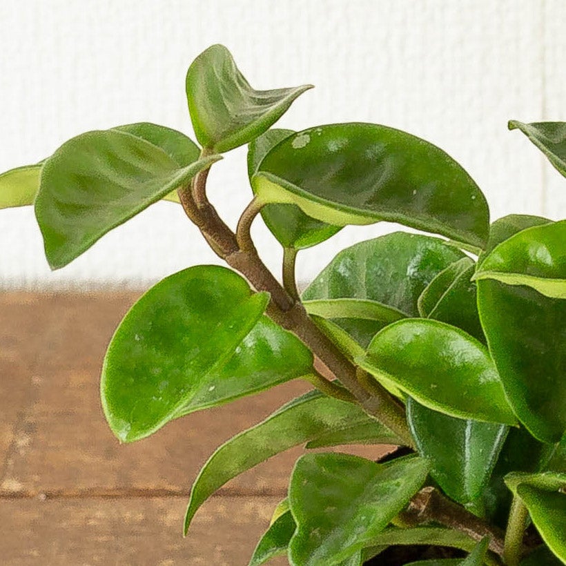 ホヤカルノーサ「クリンクルエイト」ゴツ葉、大きな花咲く品種