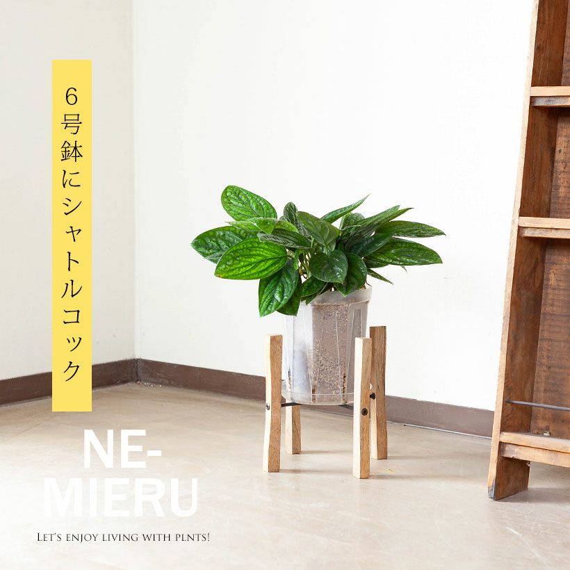 根が見えるスリット鉢の透明（兼谷）4号・5号・6号鉢SET