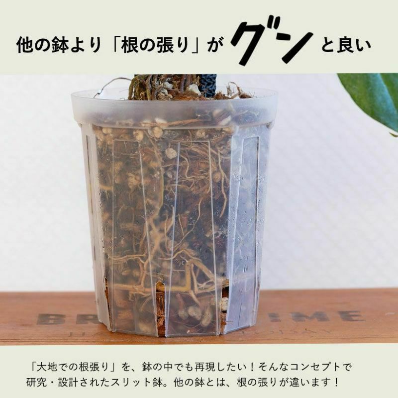 根が見えるスリット鉢の透明（兼谷）4号・5号・6号鉢SET