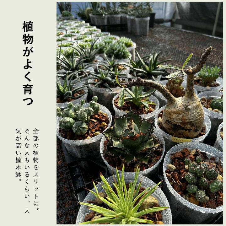 根が見えるスリット鉢の透明（兼谷）4号・5号・6号鉢SET