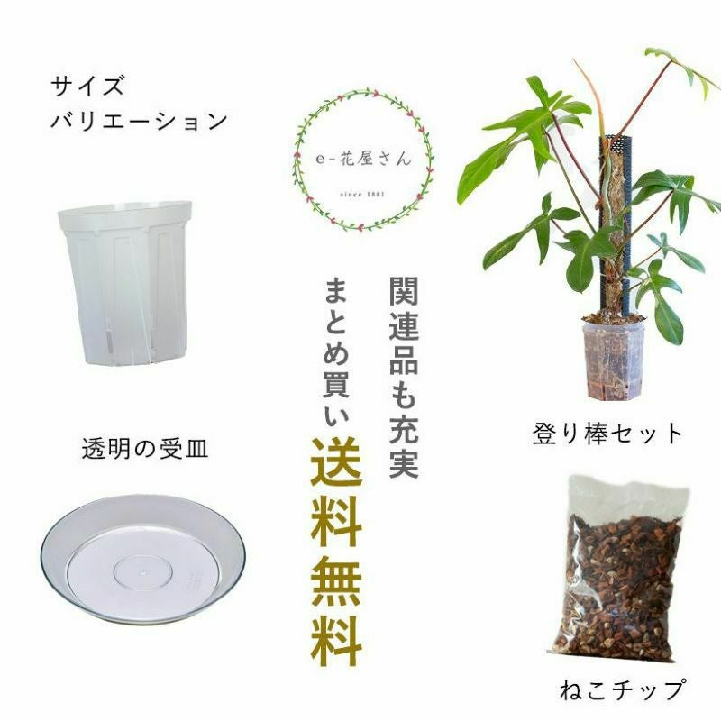 根が見えるスリット鉢の透明（兼谷）4号・5号・6号鉢SET