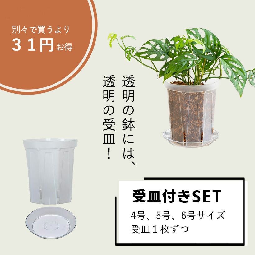現品販売です。幹極太セルリア来年用として10号鉢（花落とし剪定しています。） 61Q9kqdlcEL._AC_UF1000,