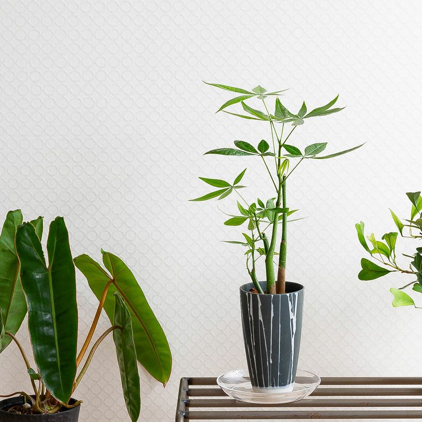 青（ブルー）白のストライプ縦長の陶器鉢。観葉植物の植え替えに