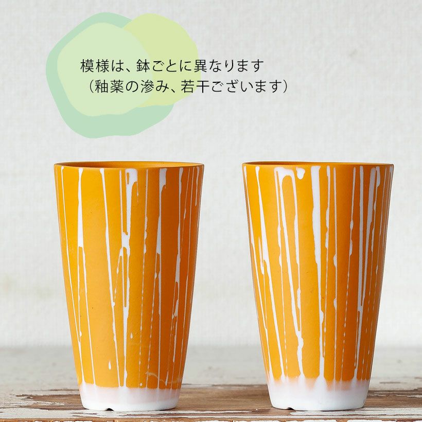 黄色（イエロー）白のストライプ植木鉢。多肉葉植物の植え替えに