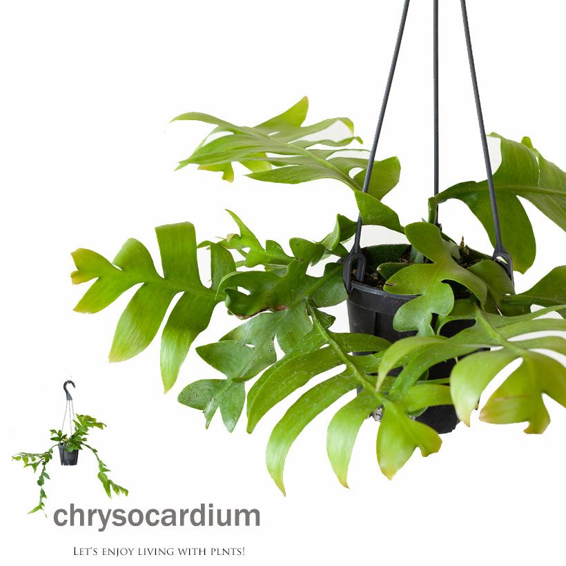 エピフィラムクリソカルディウム｜孔雀サボテンの仲間ギザギザ葉