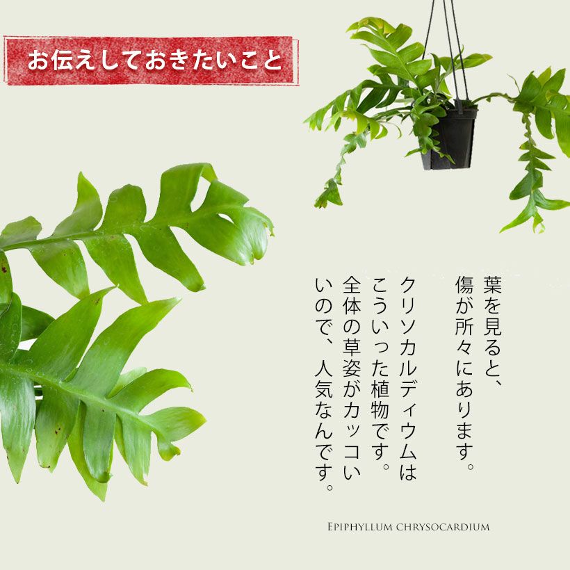 000000008282-06.jpg?size=l&w=