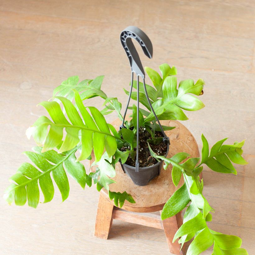 エピフィラムクリソカルディウム｜孔雀サボテンの仲間ギザギザ葉