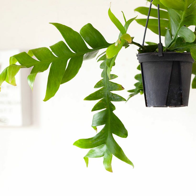 エピフィラムクリソカルディウム｜孔雀サボテンの仲間ギザギザ葉