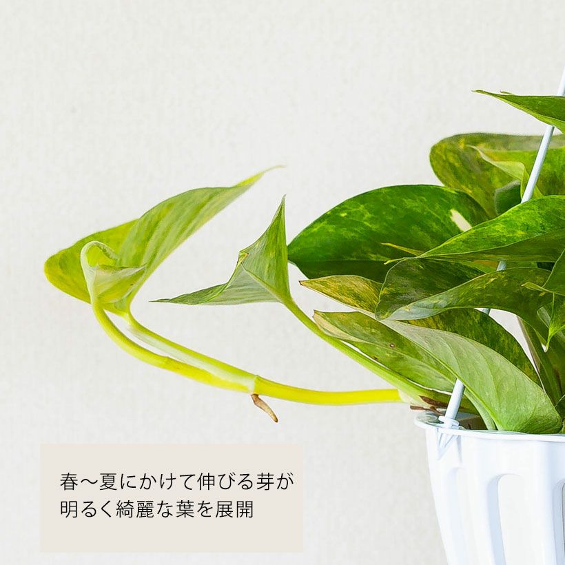 ポトスクリスタルグリーン｜テルノワールド希少種ロビン枝変わり