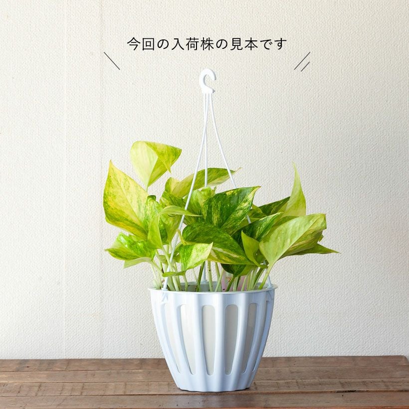 ポトスクリスタルグリーン｜テルノワールド希少種ロビン枝変わり