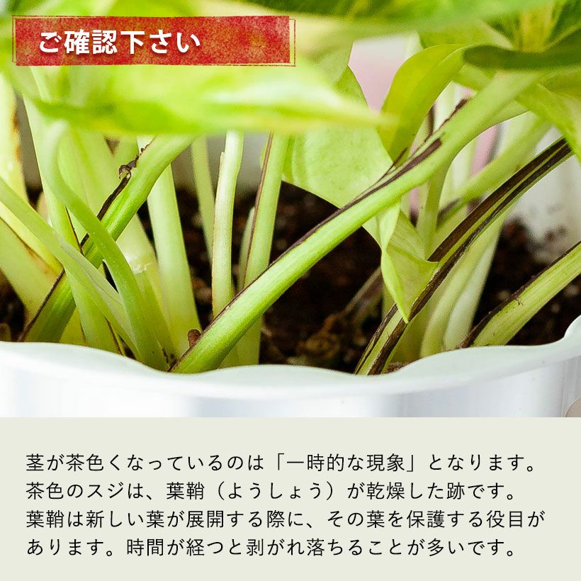 ポトスクリスタルグリーン｜テルノワールド希少種ロビン枝変わり