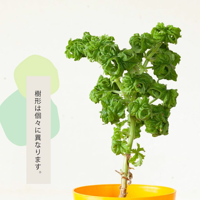 ゼラニウム盆栽ボントローサイ｜ハーブ系レモンの香り育て方付き