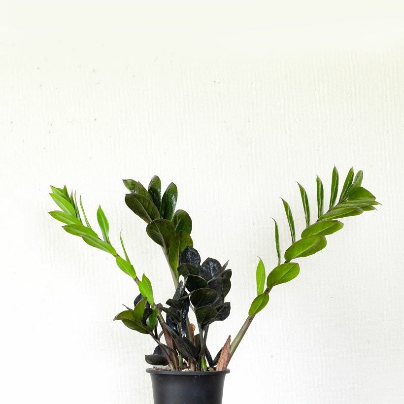 レイヴン（ザミオクルカス）植え替え素材としてもお勧め4号鉢