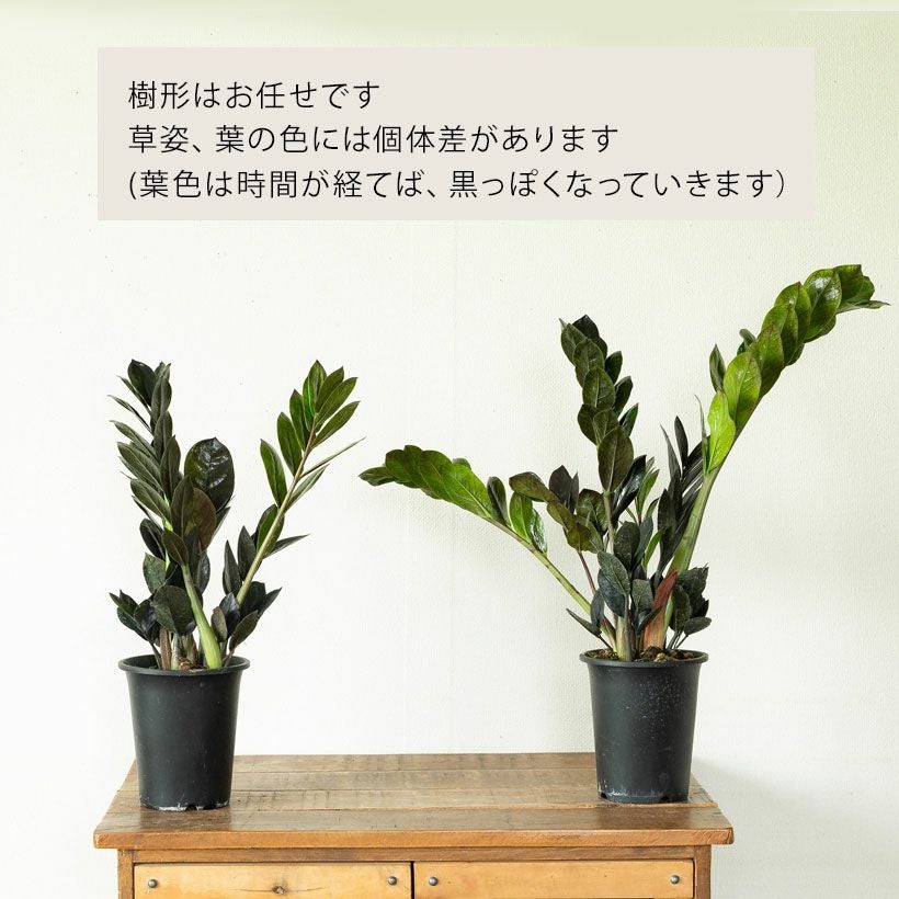 レイヴン（ザミオクルカス）植え替え素材としてもお勧め4号鉢