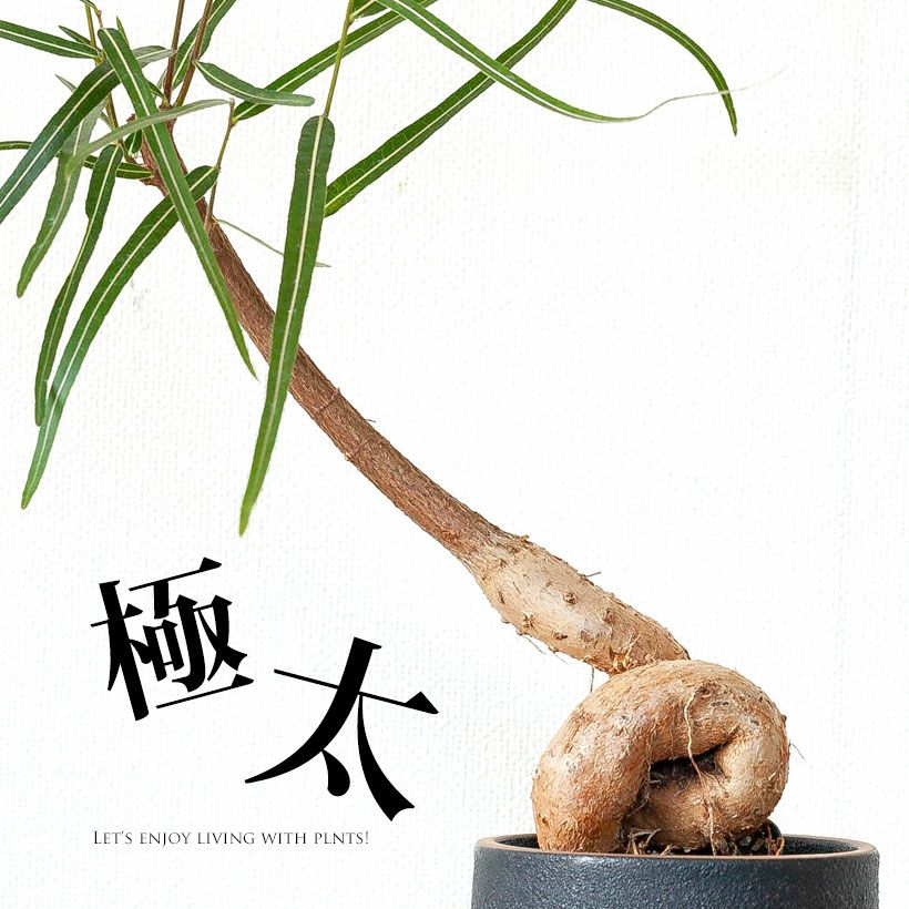 ブラキキトン（ボトルツリー）幹が太い種類を選抜！育て方付き