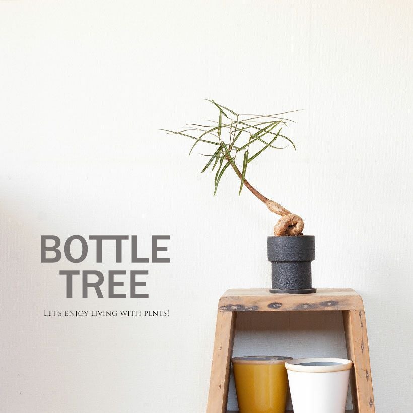 ブラキキトン（ボトルツリー）幹が太い種類を選抜！育て方付き