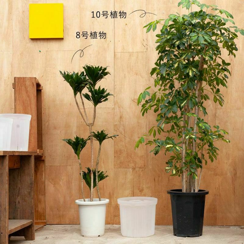 透明スリット鉢・大型サイズ（7号）観葉植物の植え替えに｜e-花屋