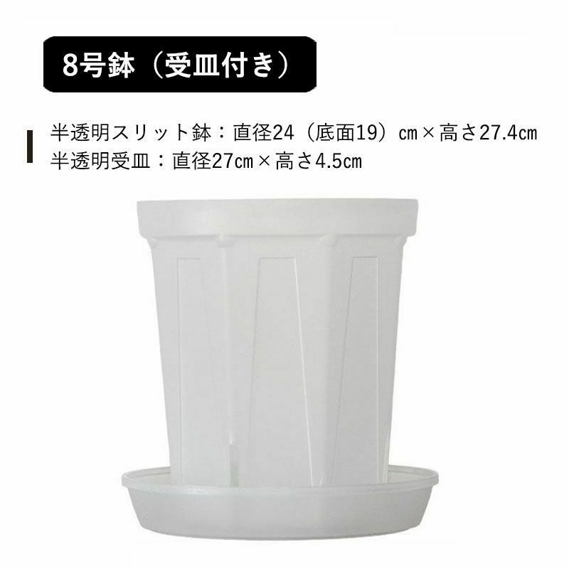 透明スリット鉢・大型サイズ（7号）観葉植物の植え替えに｜e-花屋