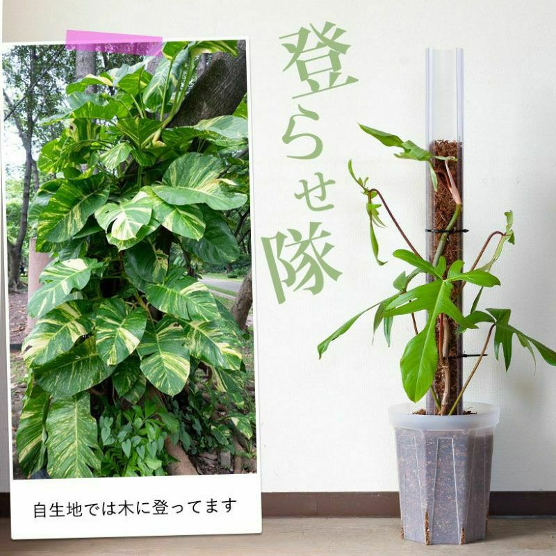 登り棒（花森家）透明ねこ型タイプ｜植物を登らせ葉を大きく！