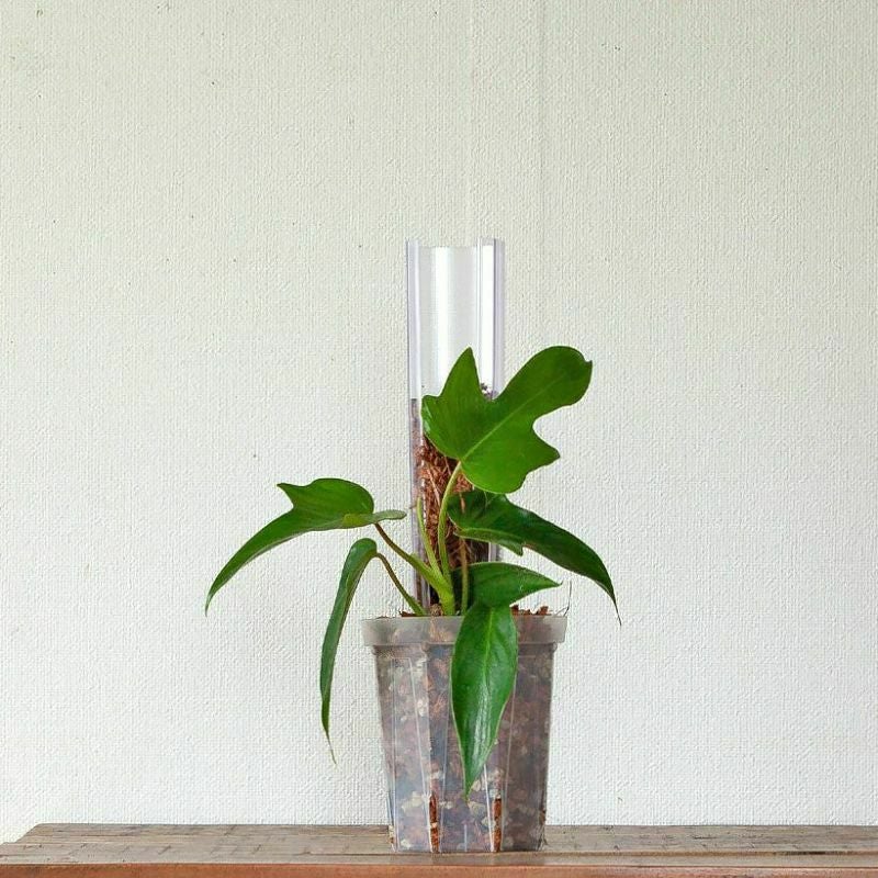 登り棒（花森家）透明ねこ型タイプ｜植物を登らせ葉を大きく！