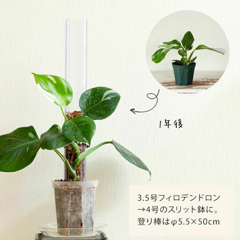 ヘゴ棒の代替登り棒｜ポトスなどツルを這わし登らせる（花森家）