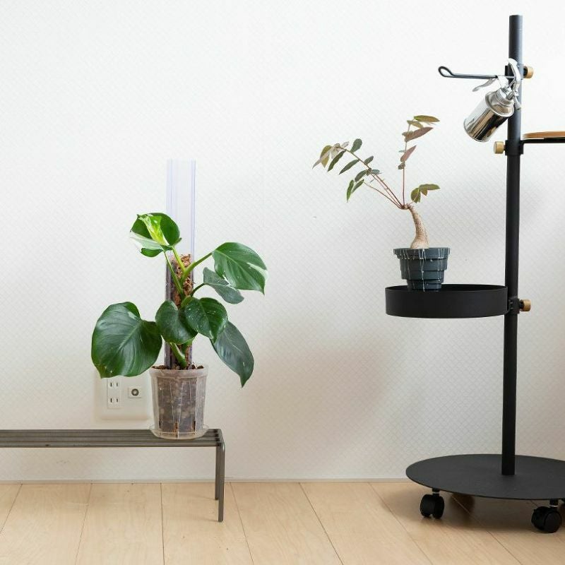 ヘゴ棒の代替登り棒｜ポトスなどツルを這わし登らせる（花森家）