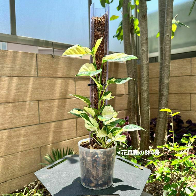 ヘゴ棒の代替登り棒｜ポトスなどツルを這わし登らせる（花森家）