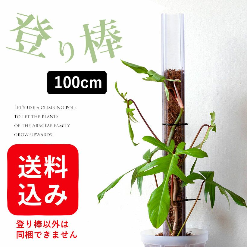 長い登り棒（水苔詰めればモスポールに）透明ねこ型｜花森家