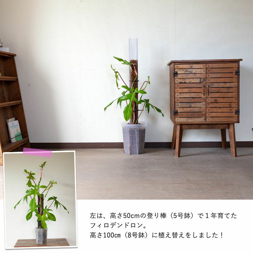 長い登り棒（水苔詰めればモスポールに）透明ねこ型｜花森家