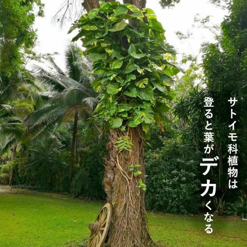 水苔でモスポールにも！透明登り棒｜アロイド登らせ隊