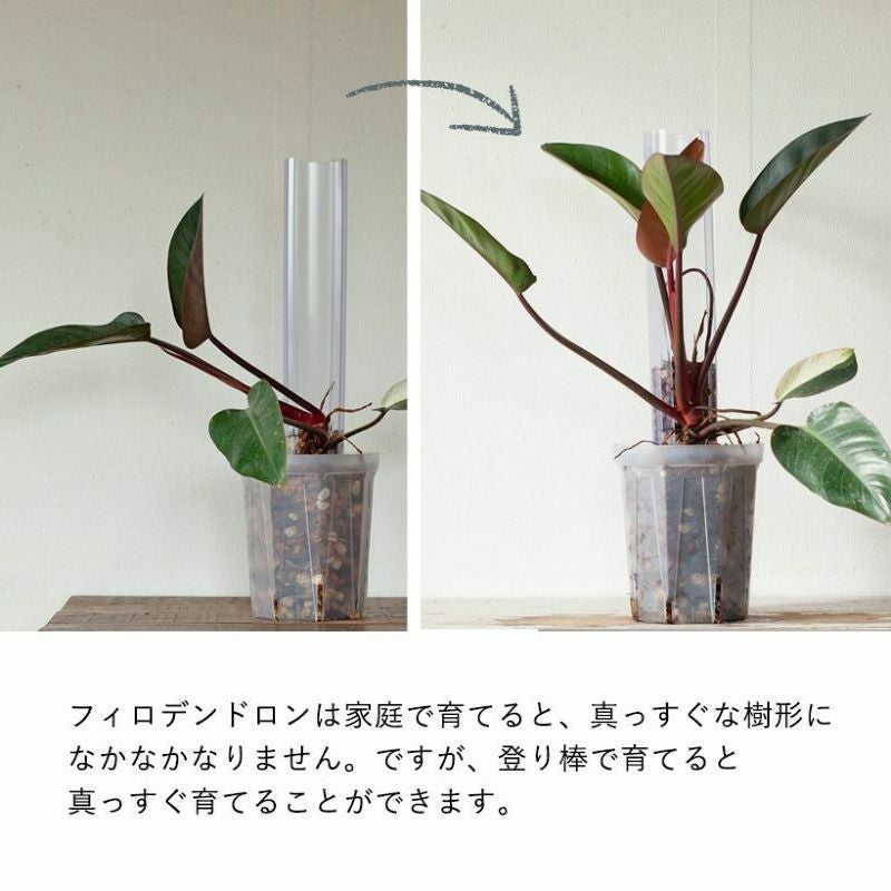 水苔でモスポールにも！透明登り棒｜アロイド登らせ隊