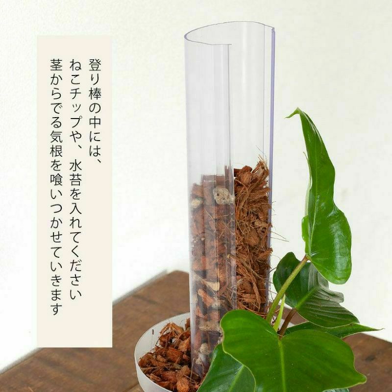 水苔でモスポールにも！透明登り棒｜アロイド登らせ隊
