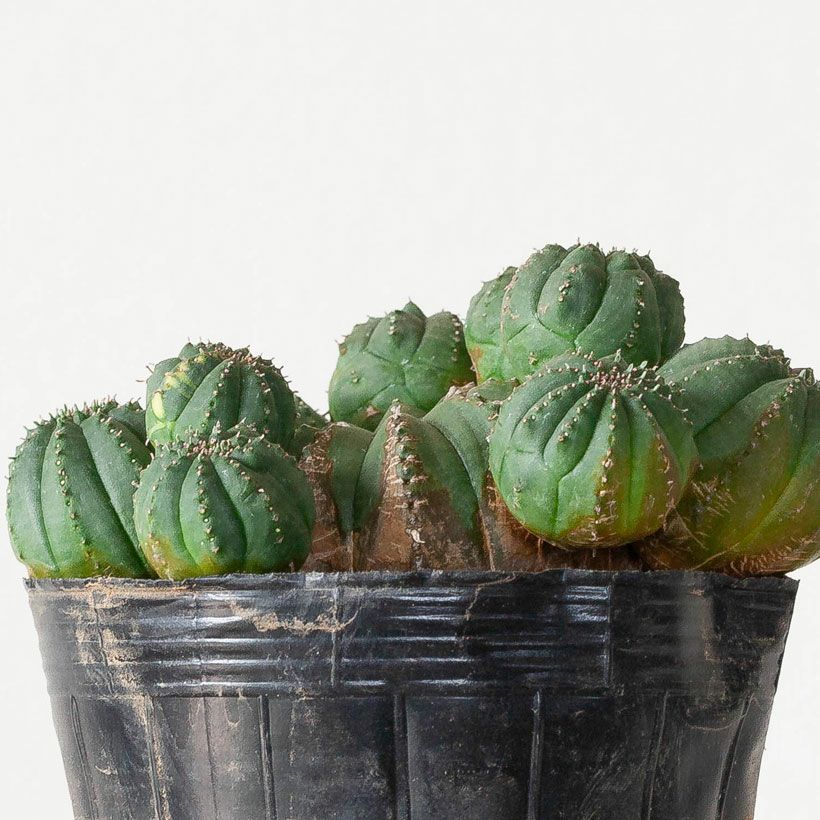 種取に◎ オベサ　ユーフォルビア　子株もたくさん 子株いっぱい ユーフォルビア オベサ /Euphorbia Obesa アンティーク