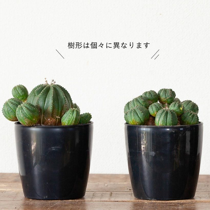 グリーンオベサ｜球形ユーフォルビア！子株が吹いてます