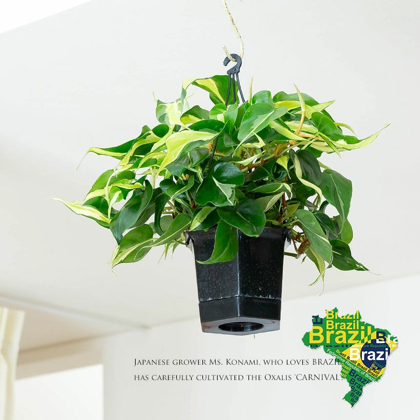 000000008423-02.jpg?size=l&w=