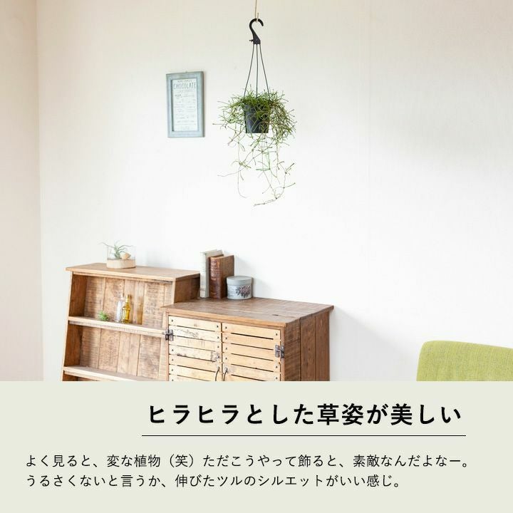 ホヤをリビングに吊り下げ