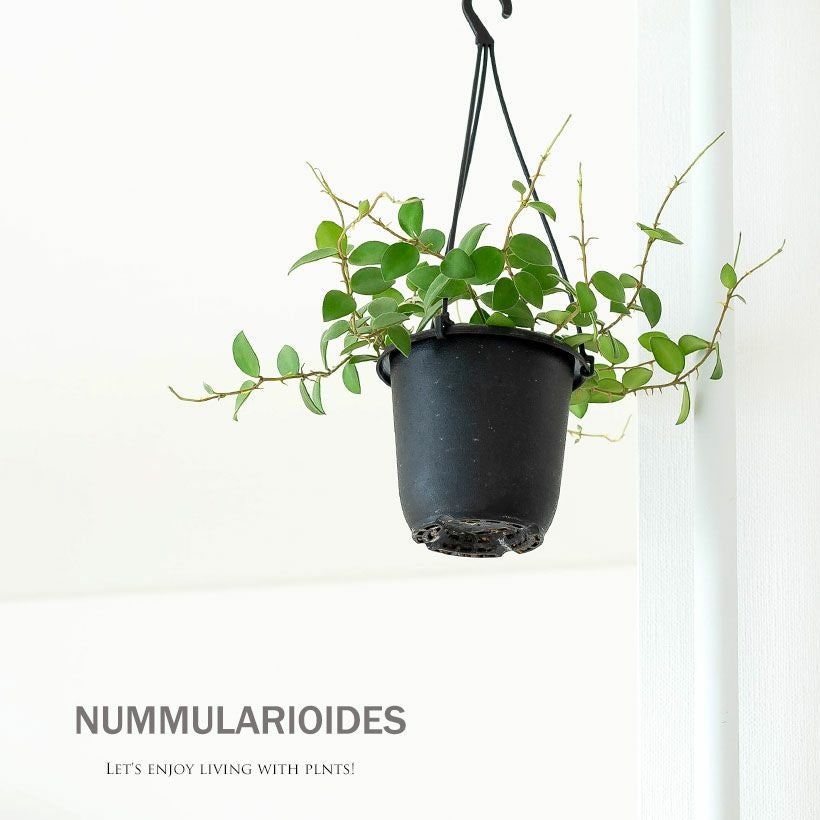 ホヤ・ヌンムラリオイデス原種に近い、愛好家人気品種｜e花屋