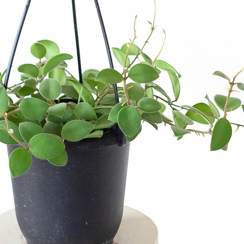 ホヤ・ヌンムラリオイデス原種に近い、愛好家人気品種｜e花屋