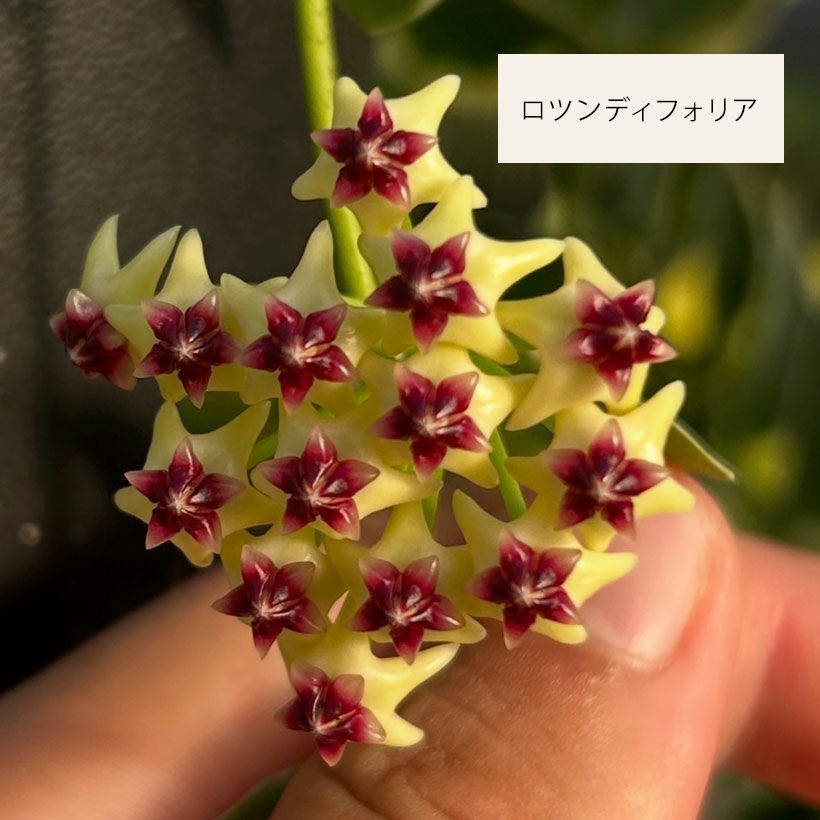 ホスタ　✨大人気のロイヤリスト✨ ホヤ クリスタル(HOYA CRYSTAL) クリスタル デ ロア Crystal Des Rois
