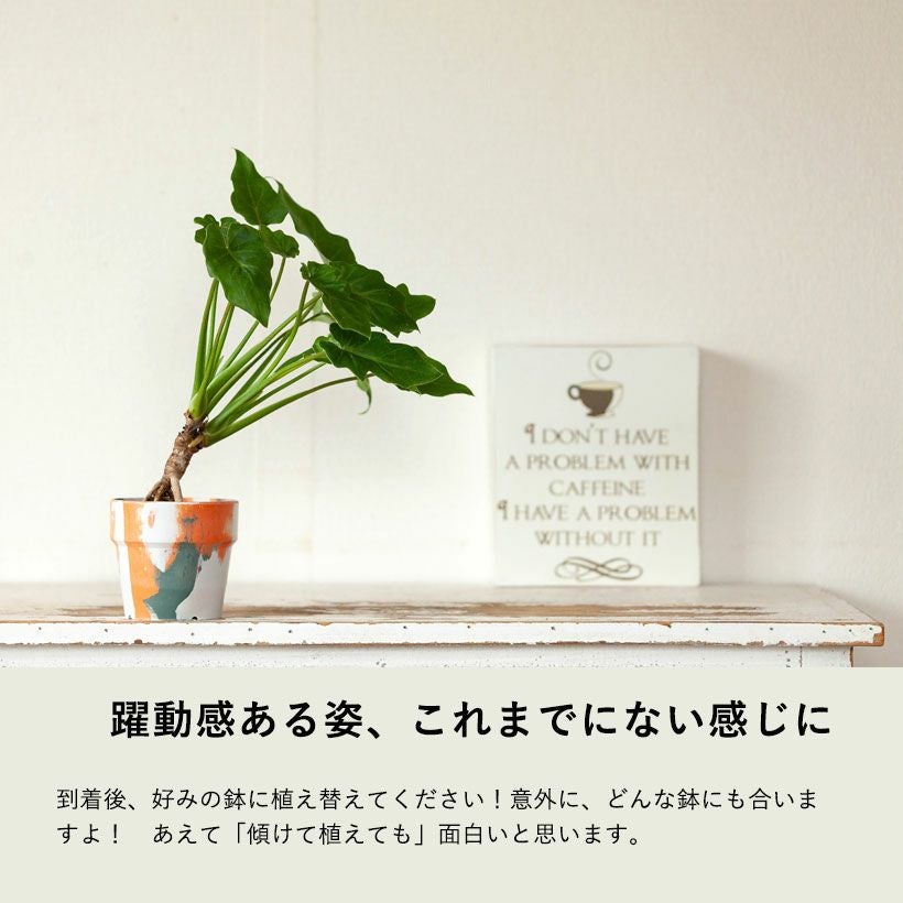 000000008437-03.jpg?size=l&w=