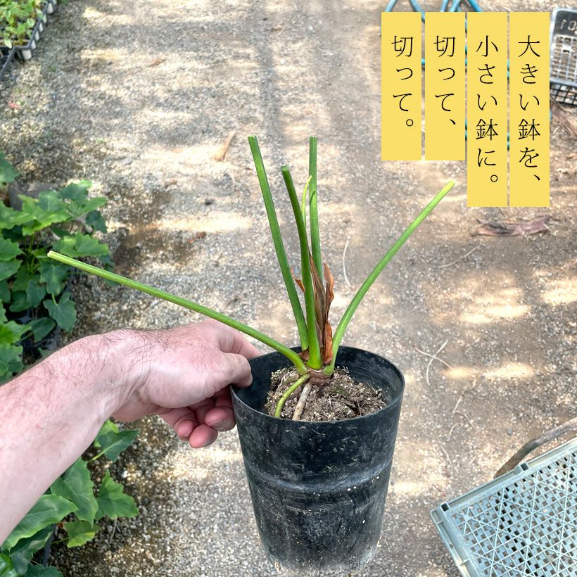 000000008437-04.jpg?size=l&w=