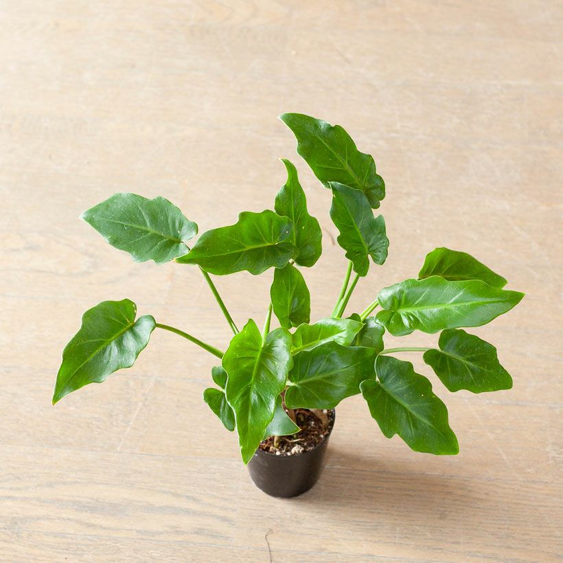 000000008437-08.jpg?size=l&w=