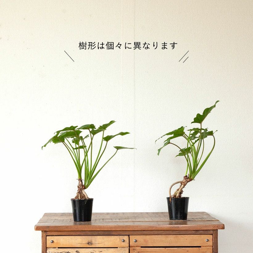 クッカバラ（フィロデンドロンザナドゥ）根上り分頭｜育て方付き