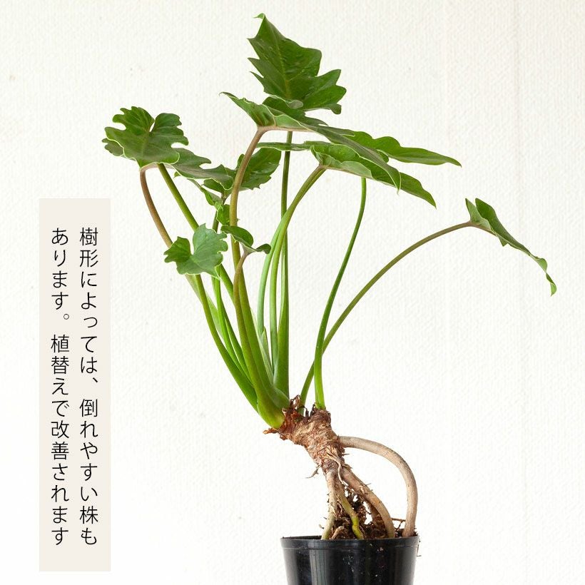 クッカバラ（フィロデンドロンザナドゥ）根上り分頭｜育て方付き