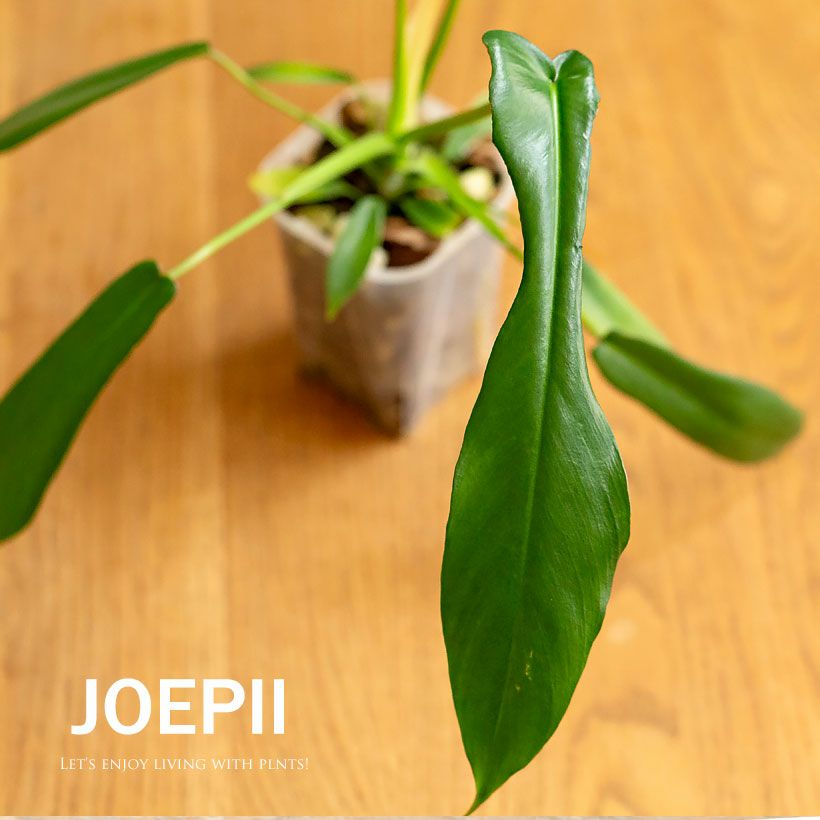 フィロデンドロンジョーピー（ムーネニー）大きく育てる期待の植物