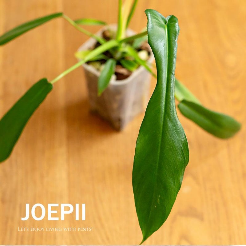 フィロデンドロンジョーピー（ムーネニー）大きく育てる期待の植物
