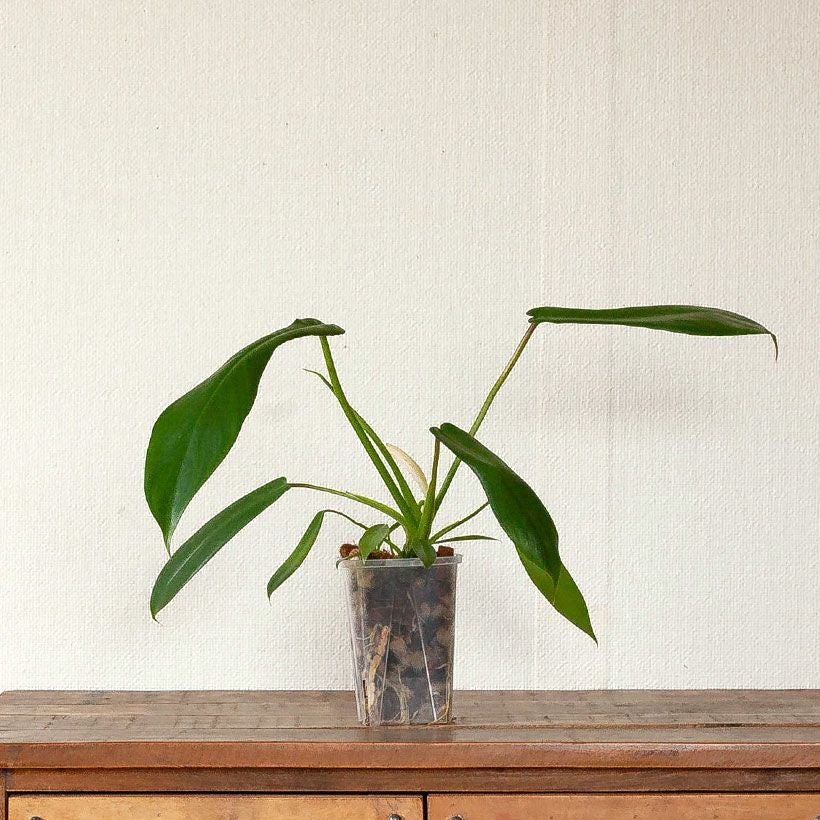 フィロデンドロンジョーピー（ムーネニー）大きく育てる期待の植物