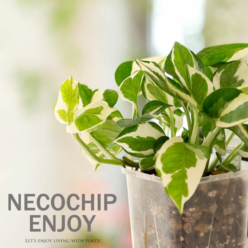 ねこチップ観葉植物「ポトスエンジョイ」浅岡園芸×花森家×e-花屋