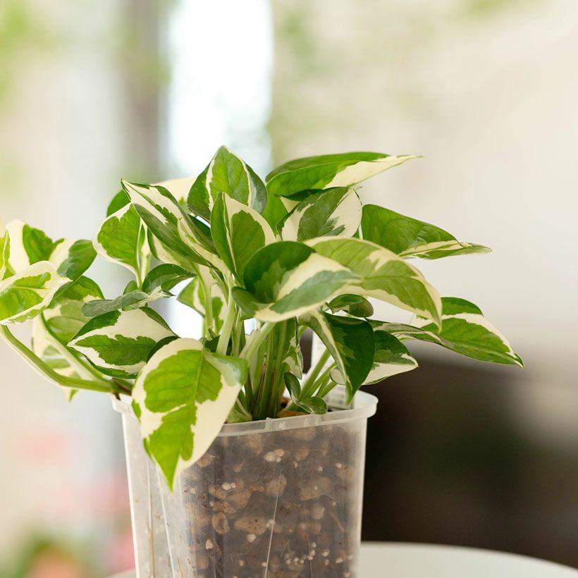 000000008454-05.jpg?size=l&w=