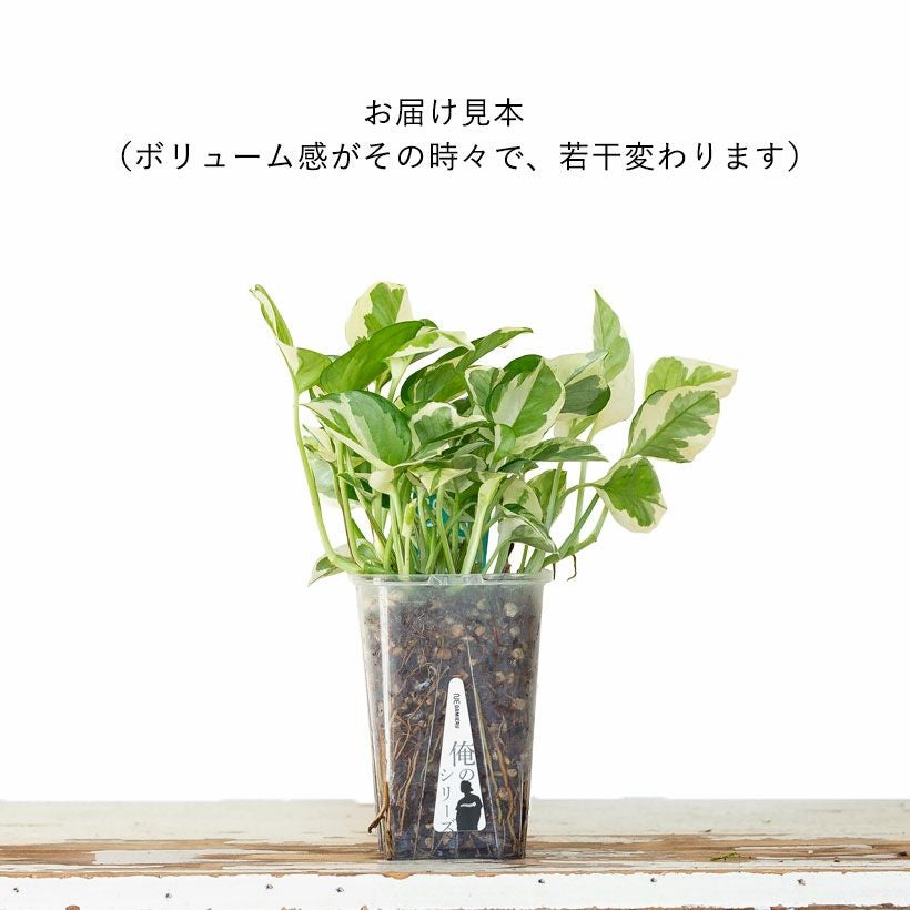 ねこチップ観葉植物「ポトスエンジョイ」浅岡園芸×花森家×e-花屋